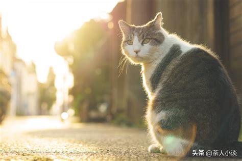 猫来家门口|猫进家门，能赶走吗？揭秘神秘猫咪的来历与寓意